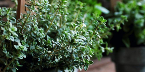 Voňavá zdravotní přísada - tymián: typy, užitečné vlastnosti a aplikace